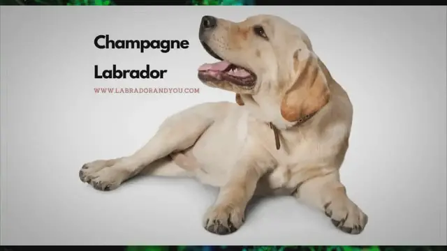 'Video thumbnail for Champagne Labrador: Complete Guide Of The Dilute Yellow Lab'