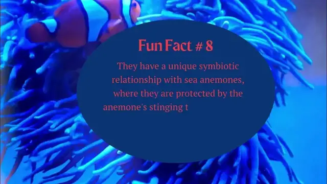 'Video thumbnail for 10 Fun Facts About Clownfish'
