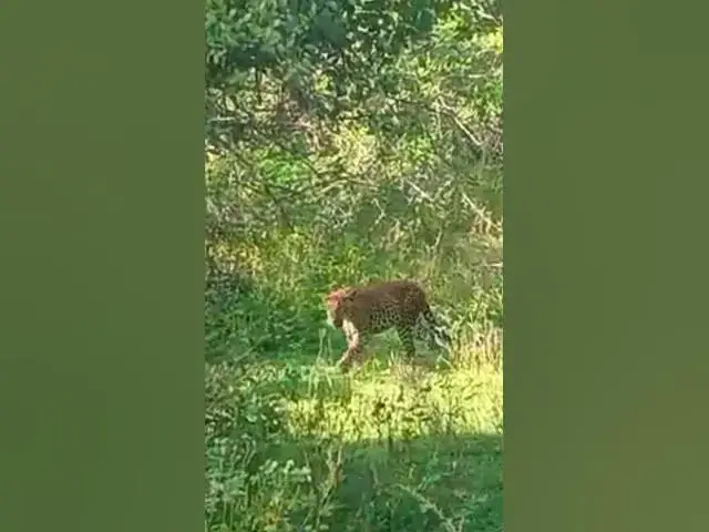 'Video thumbnail for Leopard in Yala National Park #shorts'