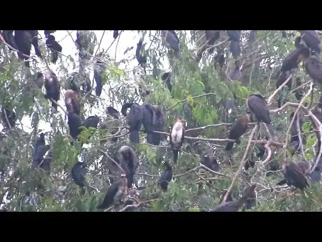 'Video thumbnail for Top of black lack bird All nest & bird in lake at Avean area biird live'