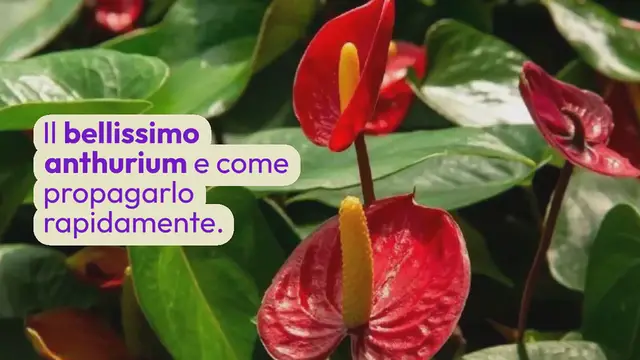 'Video thumbnail for Anthurium, come propagarsi velocemente con gli steli fiorali: i consigli dei giardinieri'
