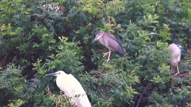 'Video thumbnail for White bird & other bird on nest'