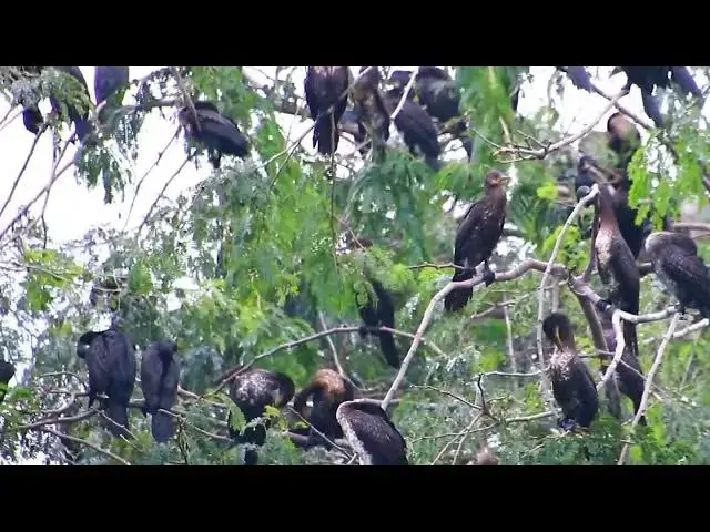 'Video thumbnail for Amazing of Lake - Black bird All nest & bird in lake'