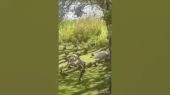 'Video thumbnail for Adorable bird family😍😘🥰#shorts'