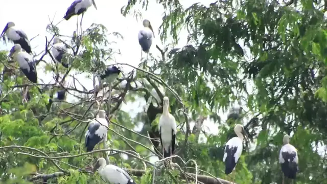 'Video thumbnail for Male or Female wild bird a lot'
