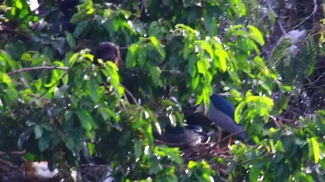 'Video thumbnail for Wild bird on nest a lot'