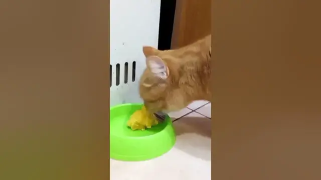 'Video thumbnail for This ginger cat really likes to eat#shorts'