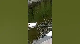 'Video thumbnail for Adorable swans.😍😘🥰#shorts'