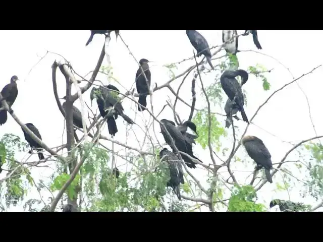 'Video thumbnail for Black wild waterbird, area place for wild bird live here'