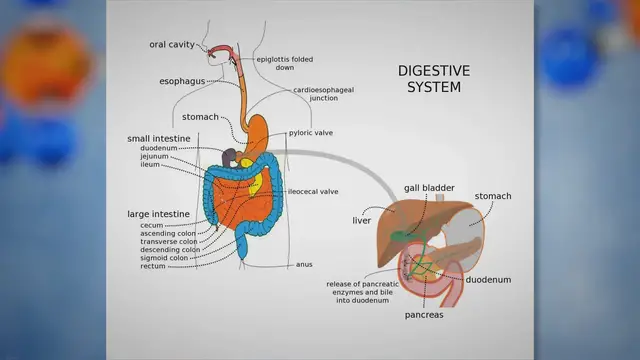 'Video thumbnail for Digestive System'