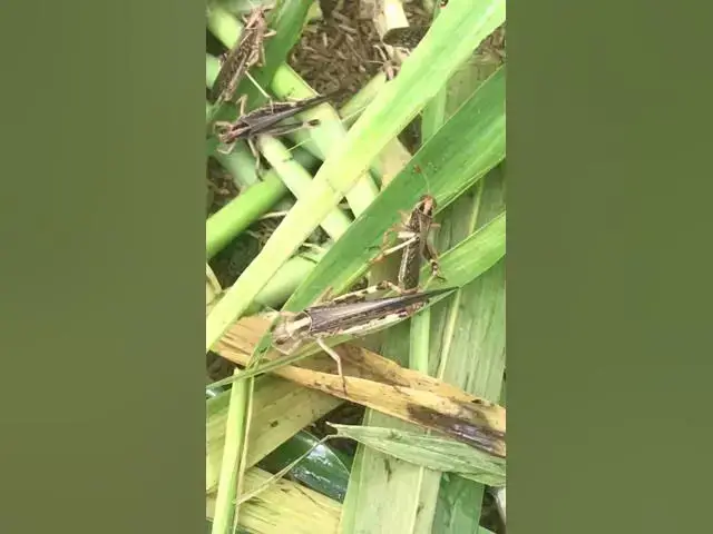 'Video thumbnail for grasscoper eat'
