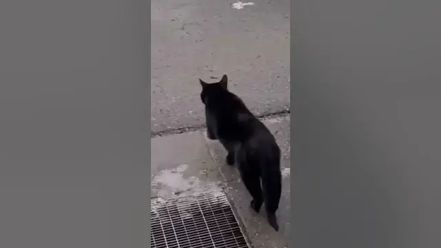 'Video thumbnail for The black cat wants to go outside!😂#shorts'