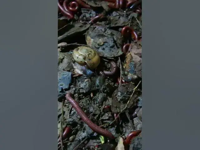'Video thumbnail for Snail of Venomous Centipede at night'