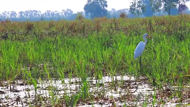 'Video thumbnail for Bird stay in grass at lake to cathc fish eat'