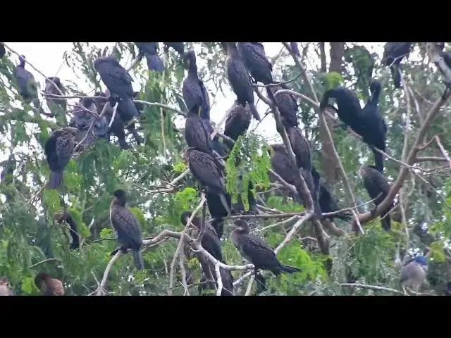 'Video thumbnail for Amazing of Lake - Black bird All nest & bird in lake at Avean area biird live'