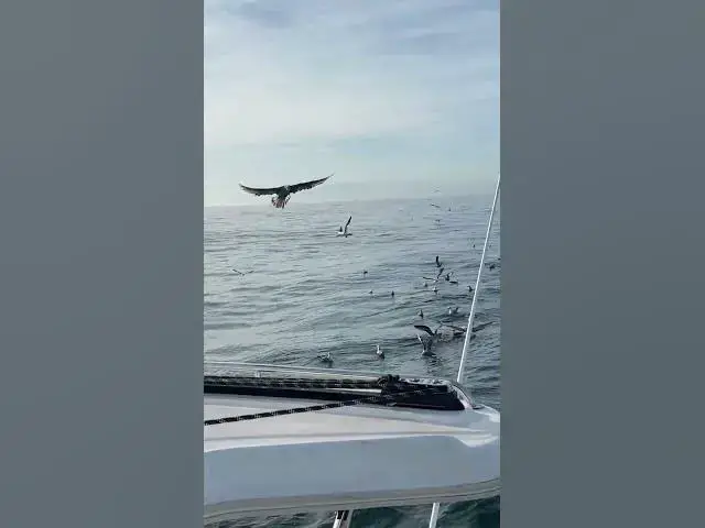 'Video thumbnail for Aves pelágicas, alcatraces en migración #nature #naturaleza #birds #oceanscience #sealife #wildlife'
