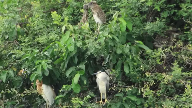 'Video thumbnail for Area wild bird for made nest'