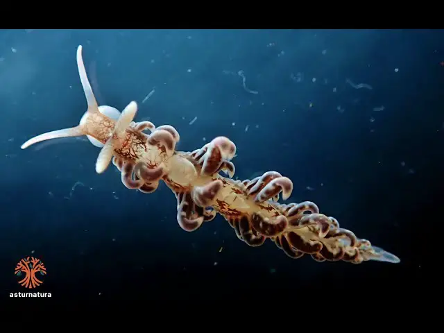 'Video thumbnail for Spurilla neapolitana'
