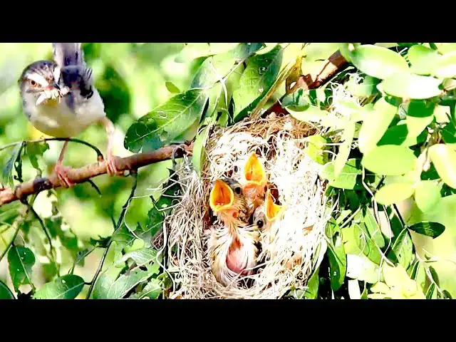 'Video thumbnail for Babie wild bird wait eat food | In nest bird in here'