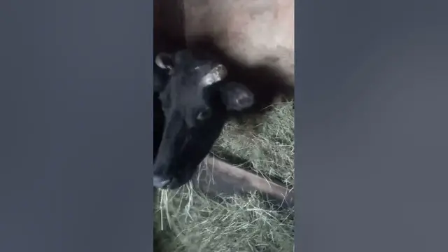 'Video thumbnail for Does cow like to eat hay?#shorts'