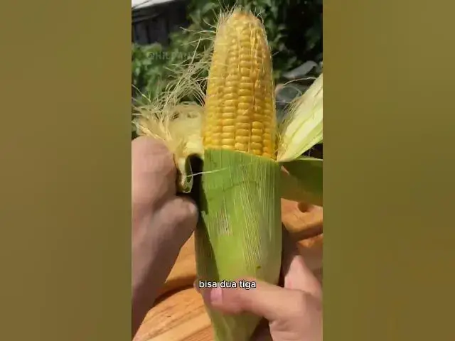 'Video thumbnail for Spicy Corn Ribs Homemade'