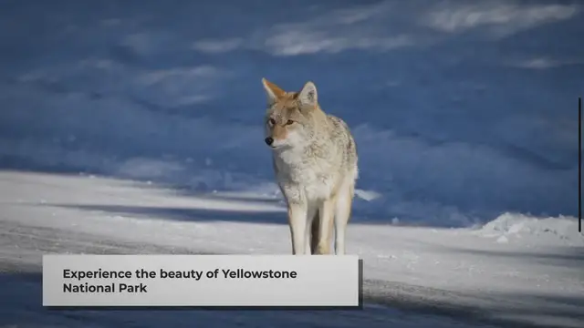 'Video thumbnail for Working in Yellowstone: A Glimpse into Nature's Office'