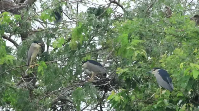 'Video thumbnail for Area bird place for made nest'