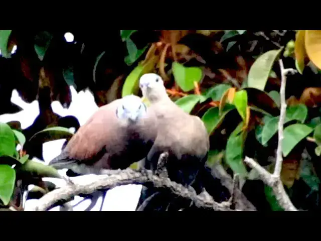 'Video thumbnail for Male Dove with Female dove clean budy'