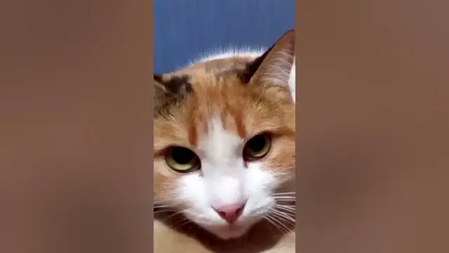 'Video thumbnail for Cute cat purring#shorts'