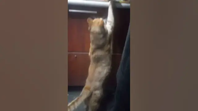 'Video thumbnail for Curious cat😀#shorts'