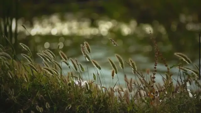 'Video thumbnail for Nature's Healing Touch: Unveiling the Surprising Benefits for Your Health, Mind, and Soul'