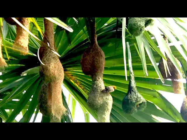 'Video thumbnail for The Maya bird  making nest'