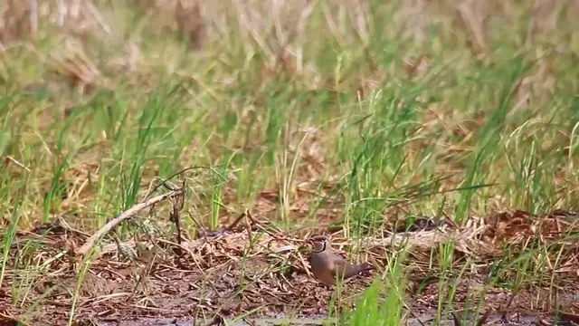 'Video thumbnail for At field in lake small bird catchc food eat'