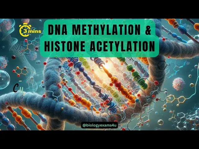 'Video thumbnail for Epigenetic Regulation of Gene Expression| Difference between DNA Methylation & Histone Acetylation'