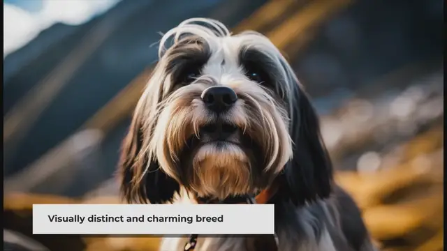 'Video thumbnail for Tibetan Terrier Dog Breed: Pros & Cons'