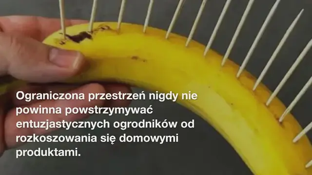 'Video thumbnail for Łatwo uprawiaj ogórki na małych przestrzeniach: przewodnik po ogrodnictwie kontenerowym'