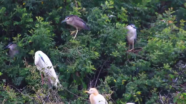 'Video thumbnail for Top Wild bird a lot forest'