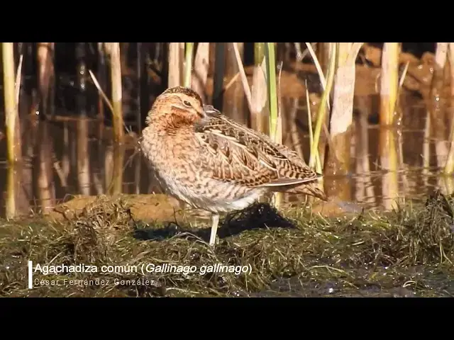 'Video thumbnail for Agachadiza común (Gallinago gallinago)'