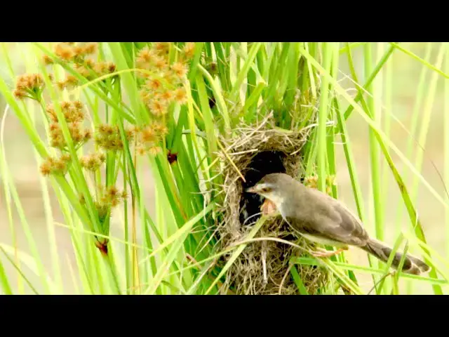 'Video thumbnail for Mother wild bird catch food to feed babies bird'