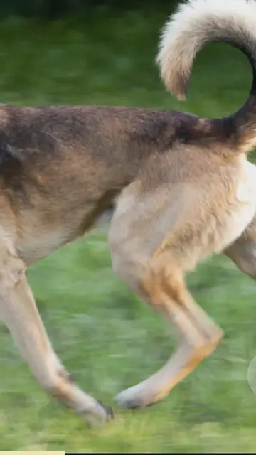 'Video thumbnail for enchanting gerberian shepskies'
