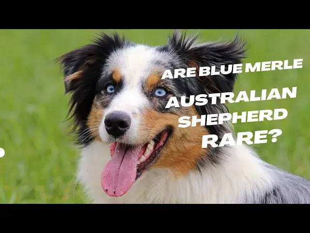 'Video thumbnail for Are Blue Merle Australian Shepherds Rare?'