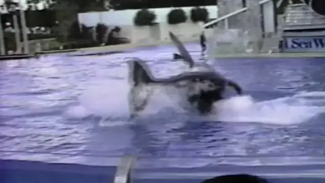 'Video thumbnail for The Most Brutal Orca Attacks Marathon'