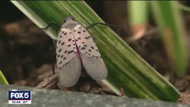 'Video thumbnail for NYC lanternfly populations are at its peak'