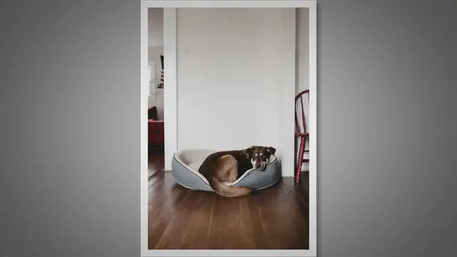 'Video thumbnail for Can Dogs Have Sleep Apnea? Exploring the Possibilities'