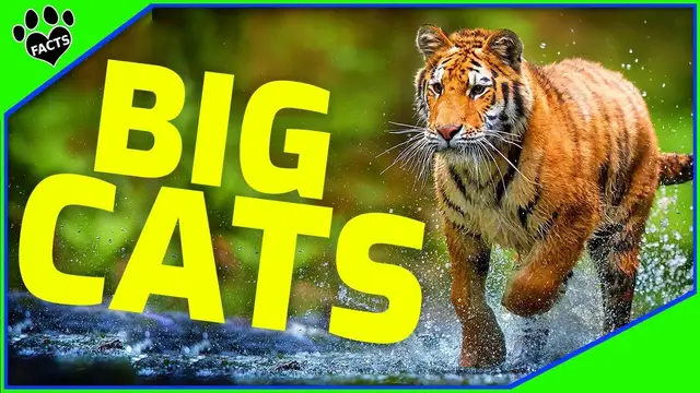 'Video thumbnail for op 7 Majestic Big Cats: Discovering the Largest Feline Predators on Earth'