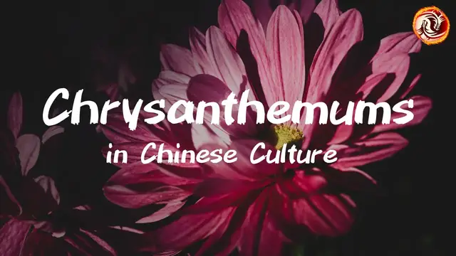 'Video thumbnail for The Symbolic Meaning of Chrysanthemums in Art, Medicine, and Feng Shui '