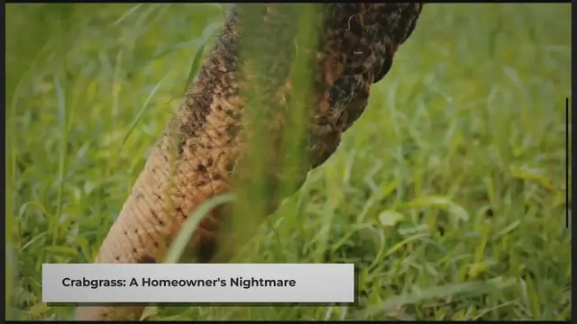 'Video thumbnail for Crabgrass Control: Preventing Lawn Invasion'