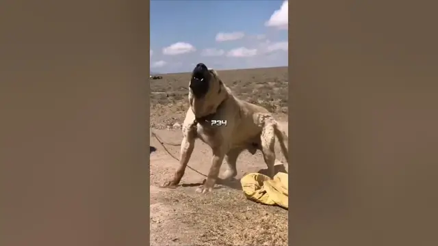 'Video thumbnail for 3 Dogs That Make the Cane Corso Sweat #dogfight #canecorso #dogfacts'