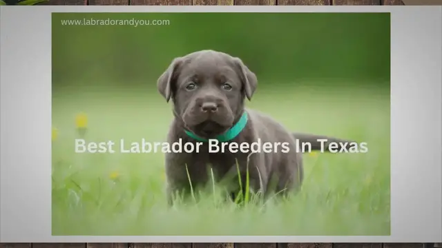 'Video thumbnail for 12 Best Labrador Breeders In Texas In 2023 (Trusted)'