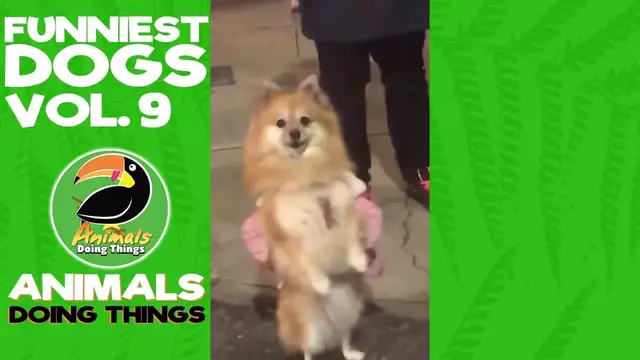 'Video thumbnail for Funny Dogs Vol. 9 | Animals Doing Things'
